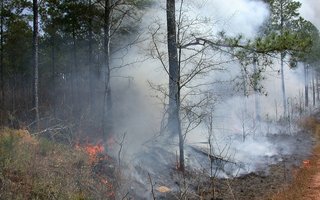 control-burning-53614_1920