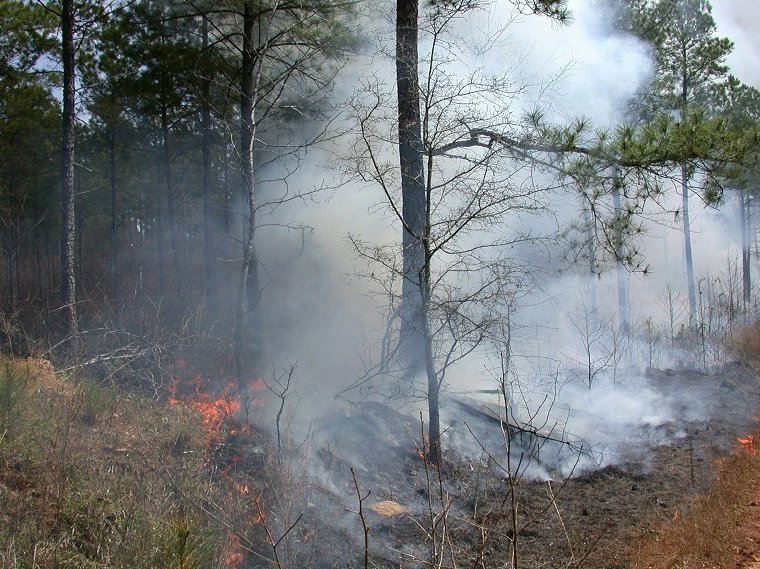 control-burning-53614_1920