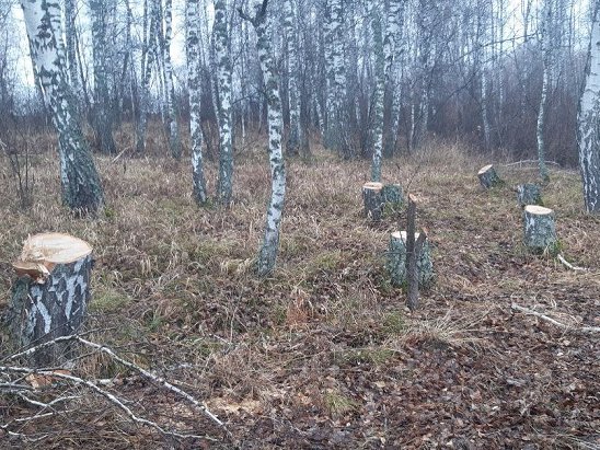 photo_5217444100326493833_y