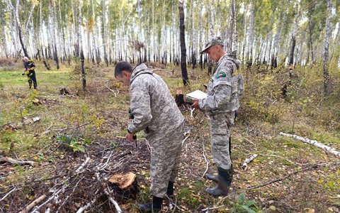 Под видом легальной заготовки